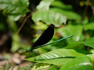 P1010821